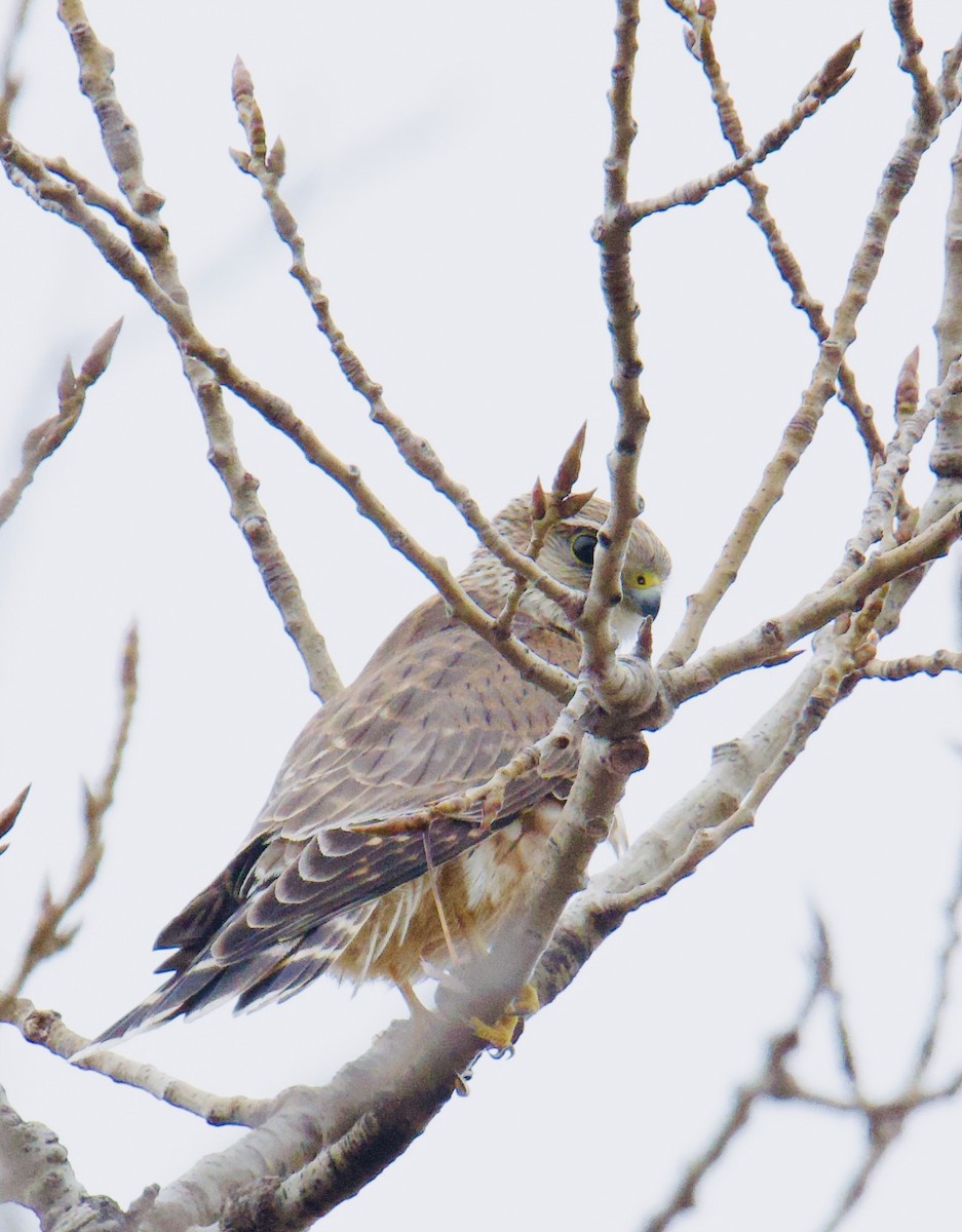 Merlin - ML645655923