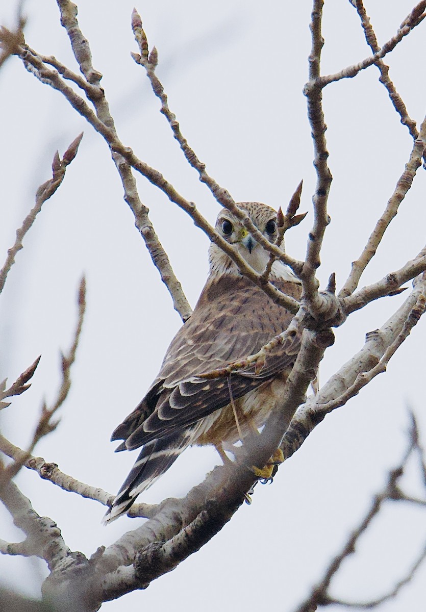 Merlin - ML645655924