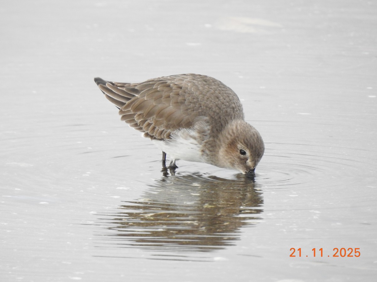 Dunlin - ML645655932