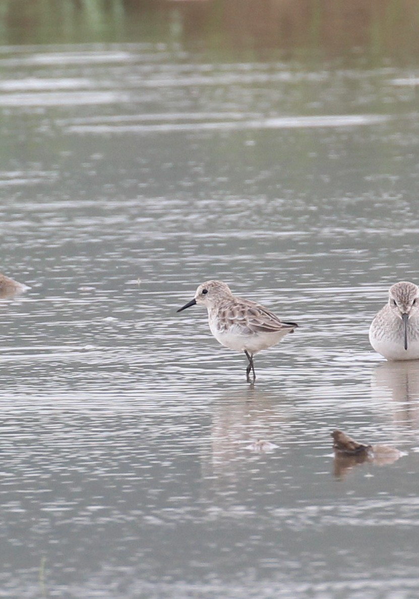 Little Stint - ML645655936