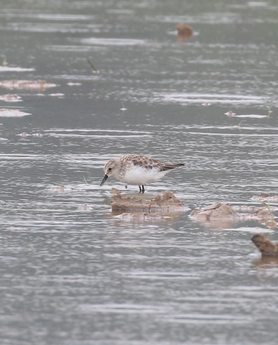 Little Stint - ML645655937