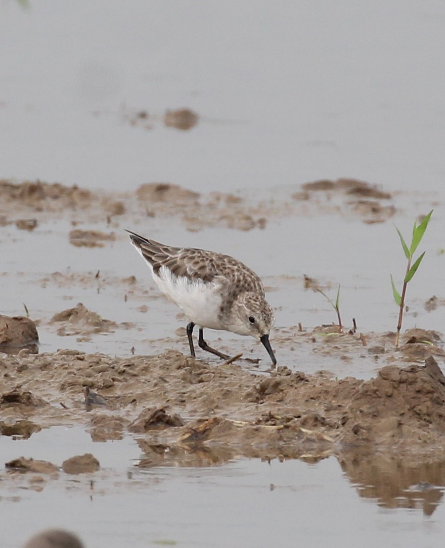 Little Stint - ML645655939
