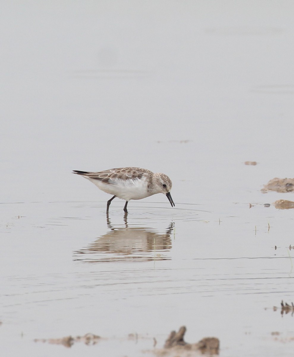 Little Stint - ML645655940