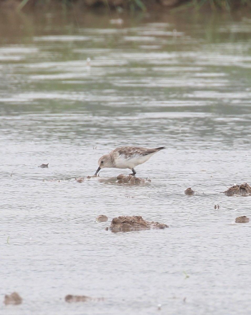 Little Stint - ML645655942