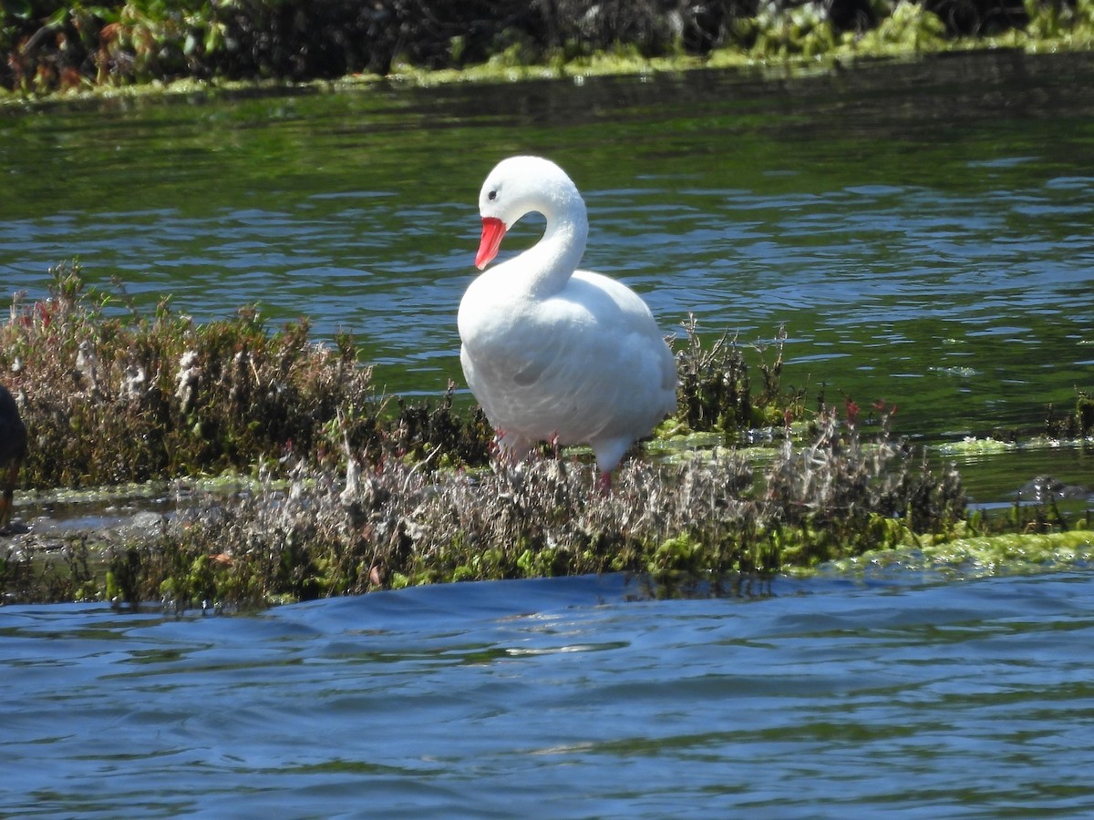 Коскороба - ML645655950