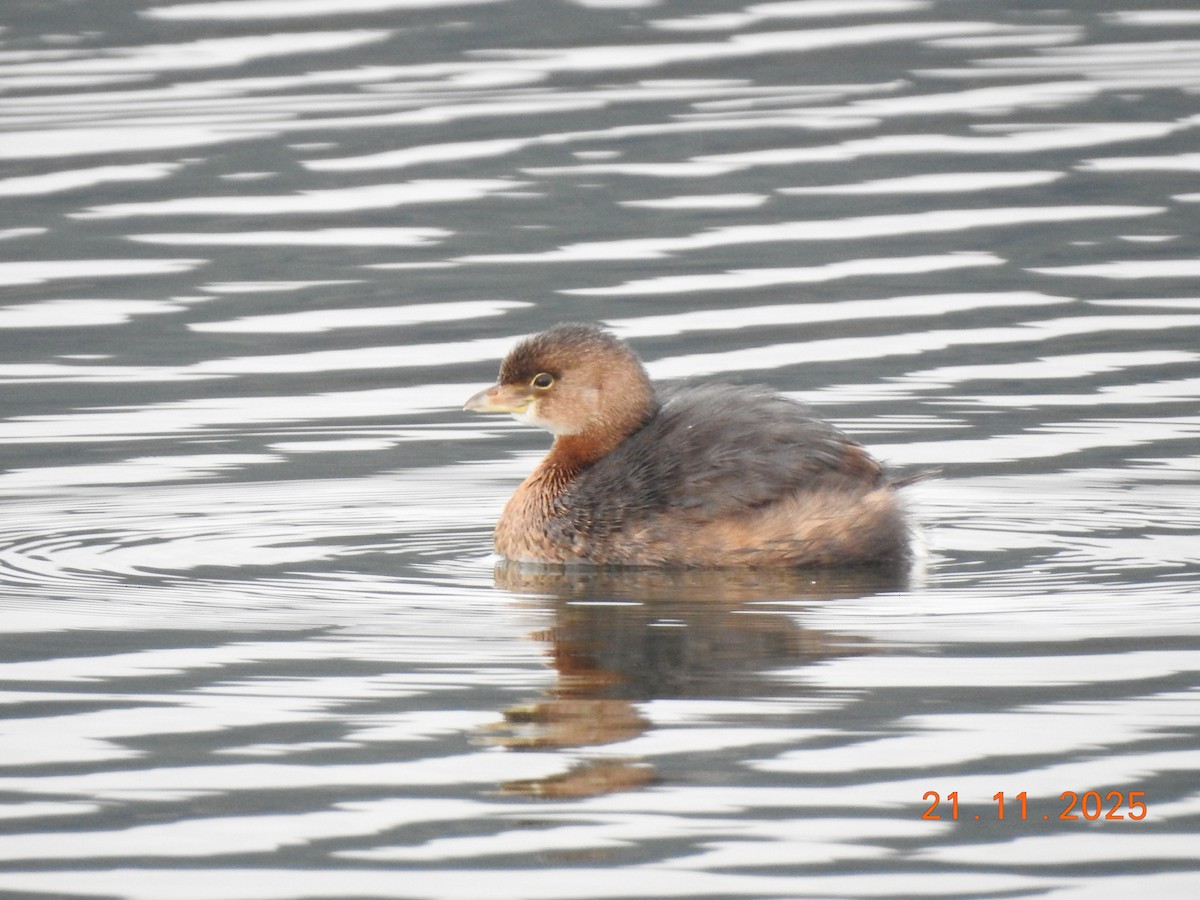 Pied-billed Grebe - ML645655951