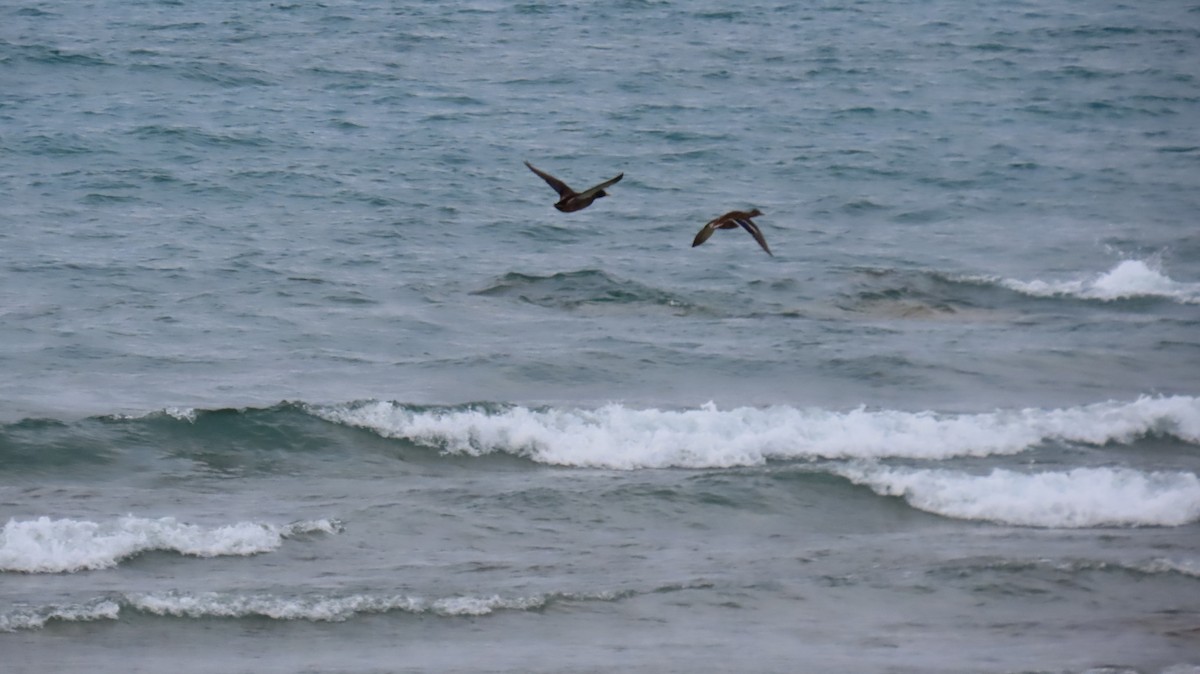 Mallard - ML645655960