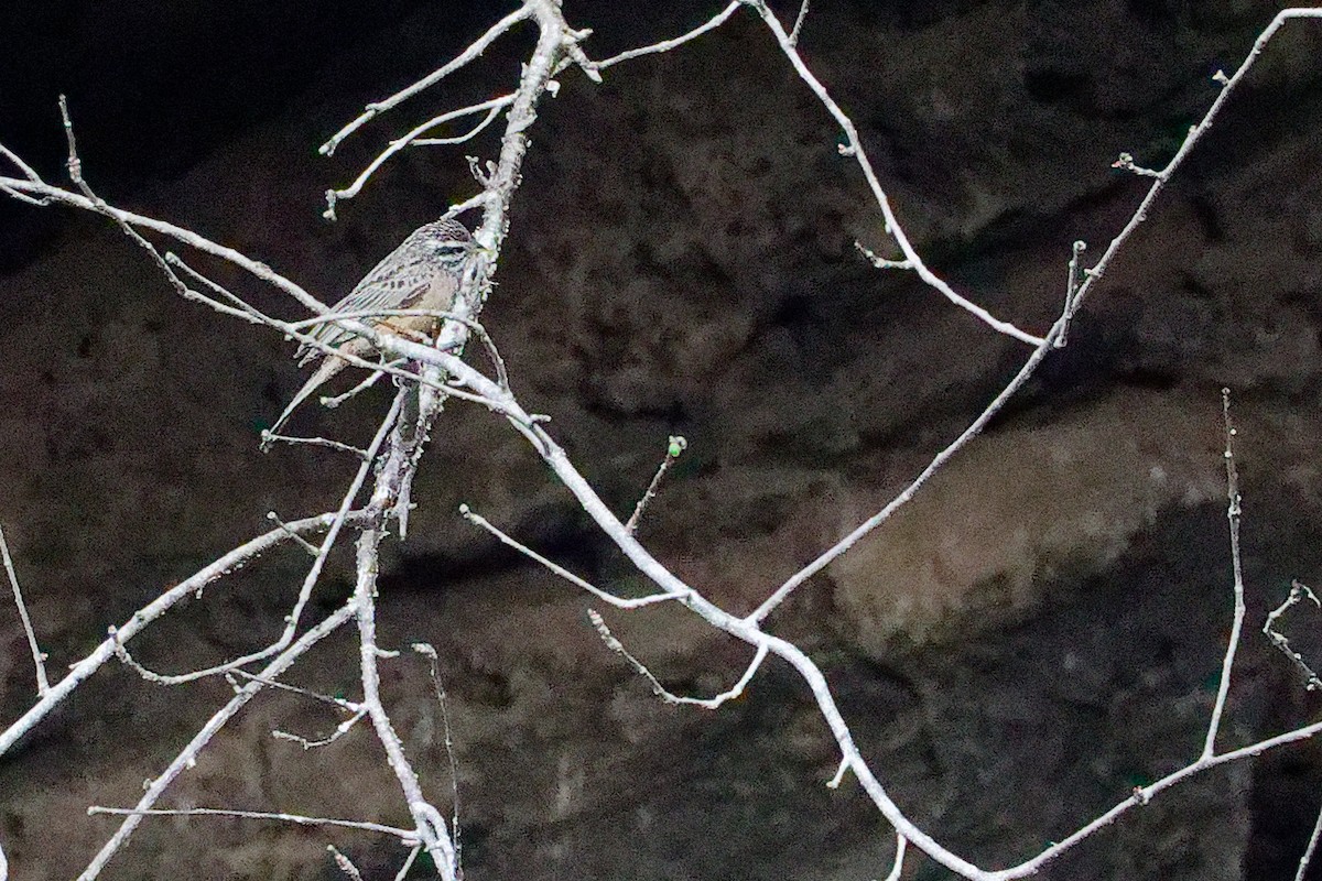 Cinnamon-breasted Bunting - ML645655967