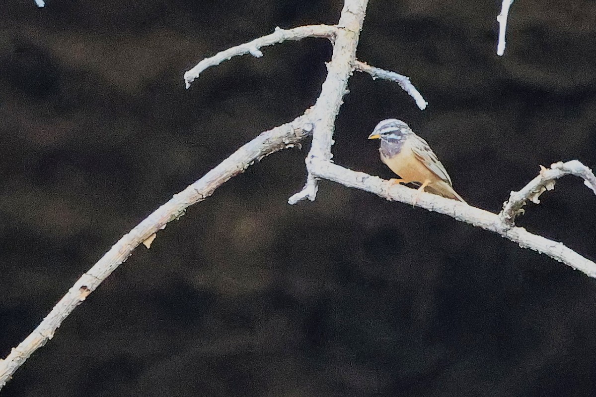 Cinnamon-breasted Bunting - ML645655969
