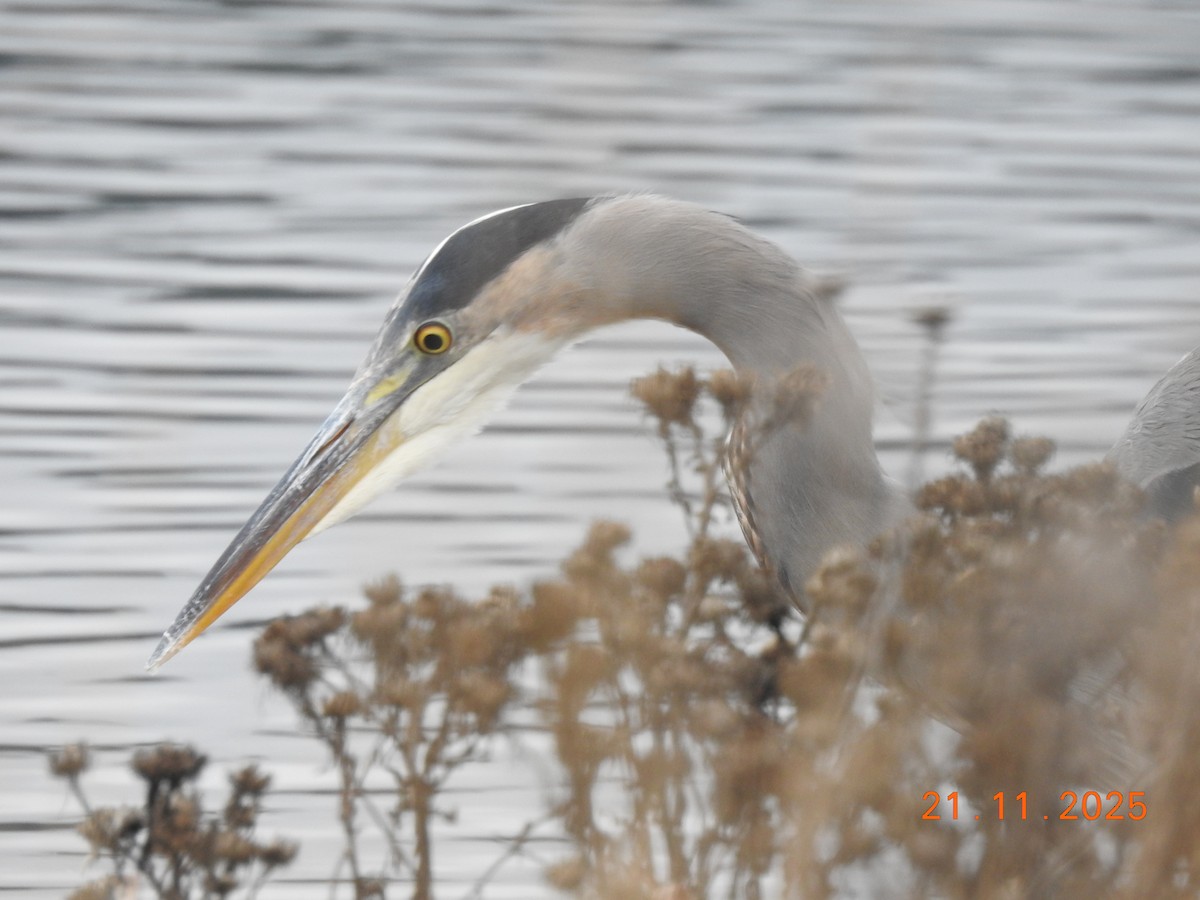 Great Blue Heron - ML645655970
