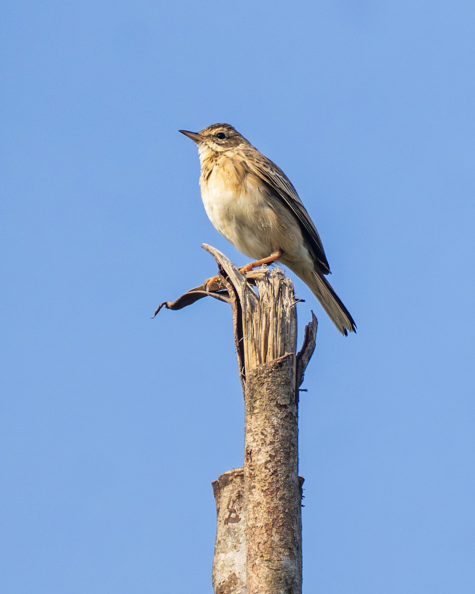 Tree Pipit - ML645655973