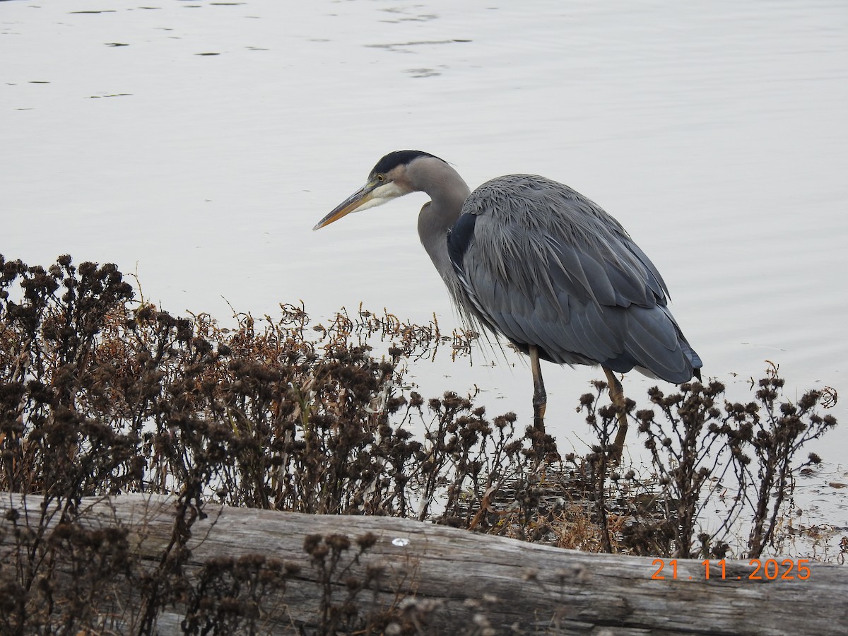 Great Blue Heron - ML645655981