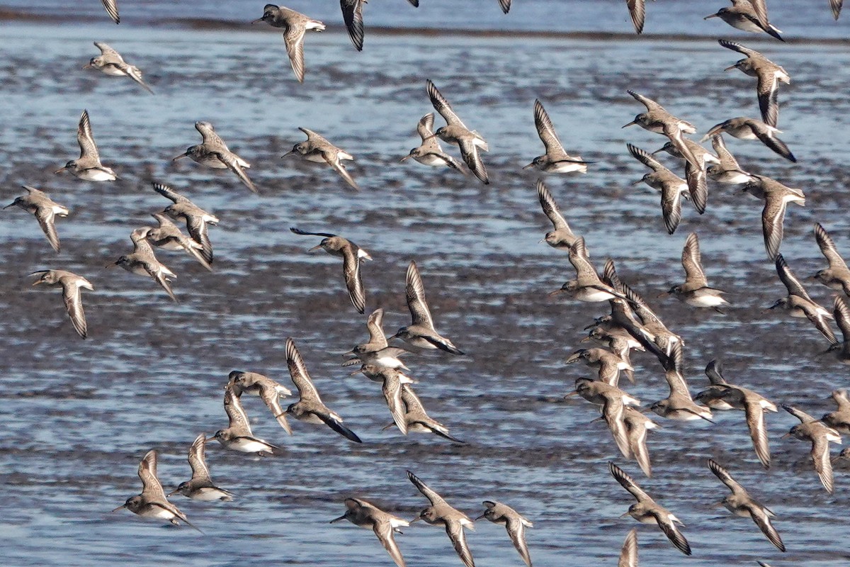 Dunlin - ML645655982