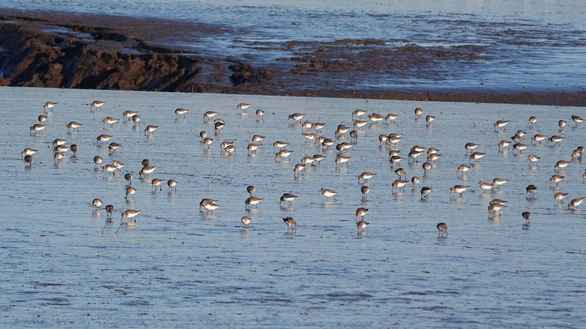 Dunlin - ML645655984