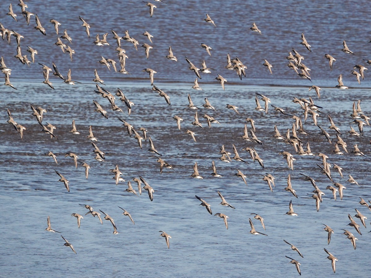 Dunlin - ML645655985