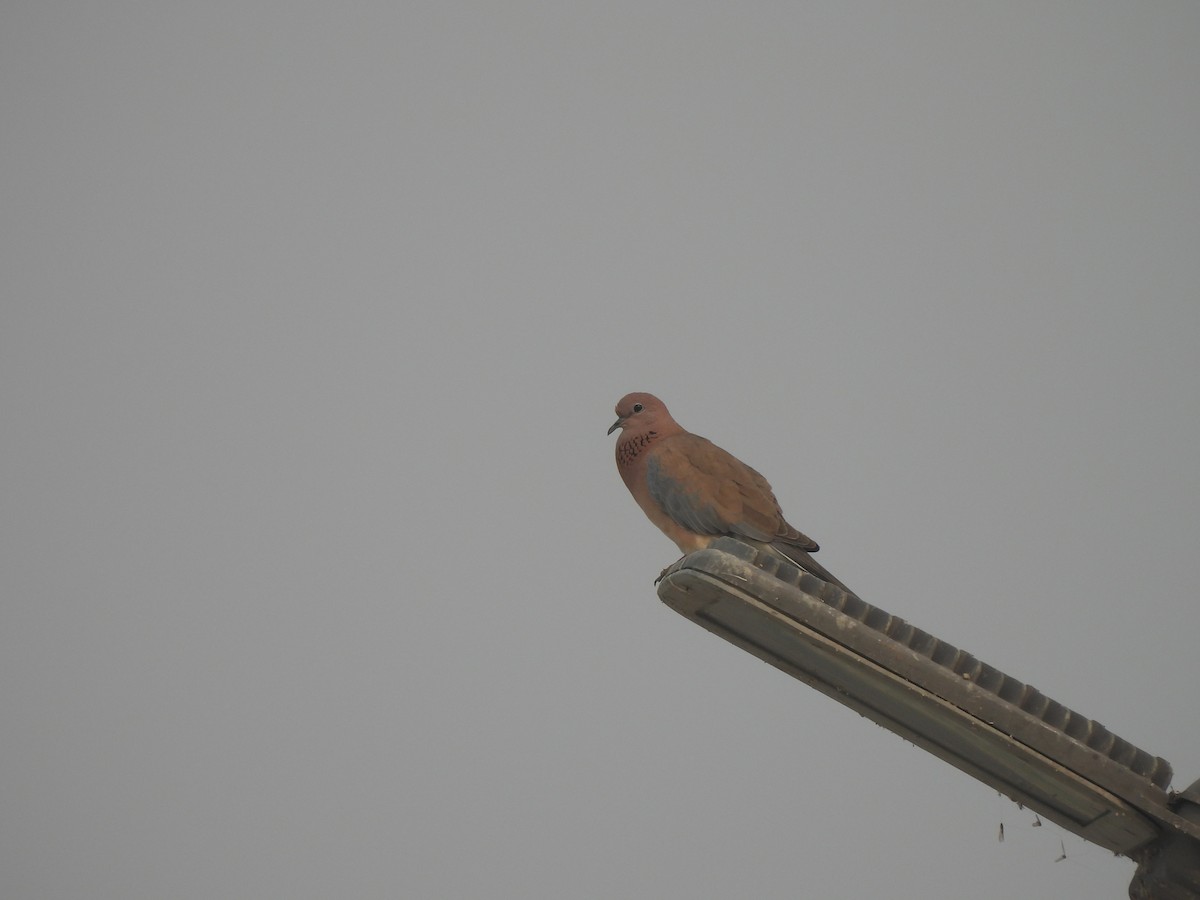 Laughing Dove - ML645655987