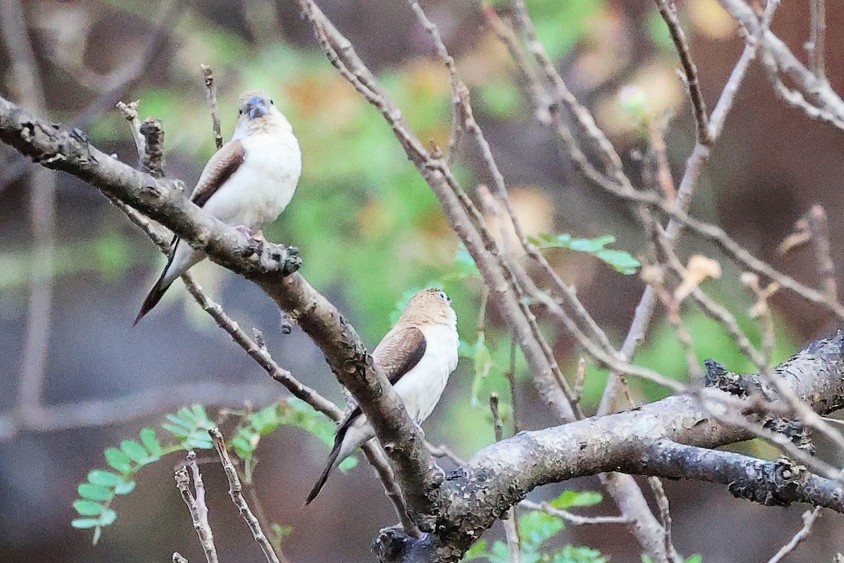 savannesølvnebb - ML645655988