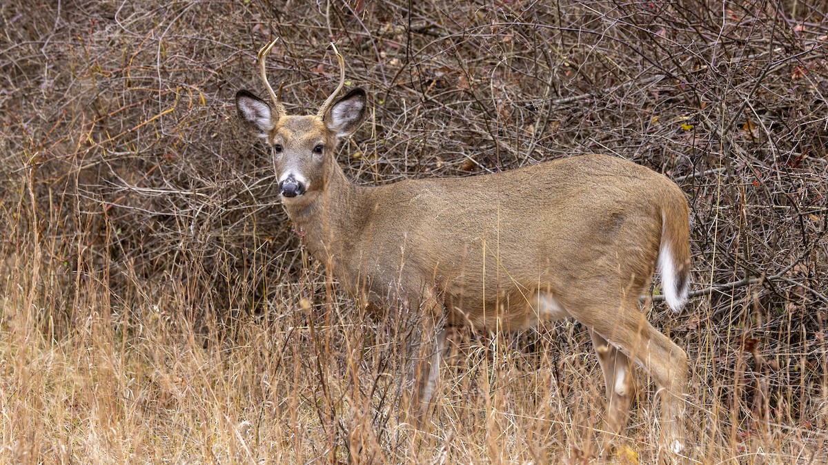 White-tailed Deer - ML645655989