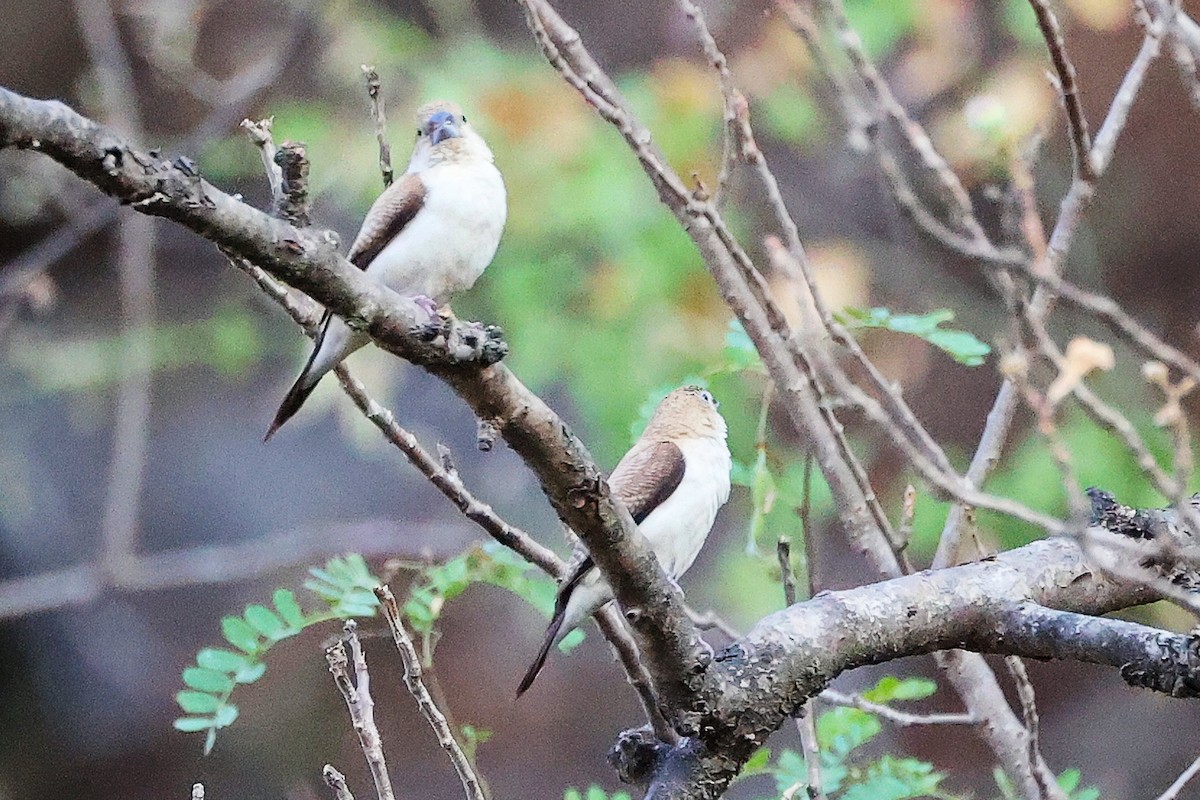 savannesølvnebb - ML645655990