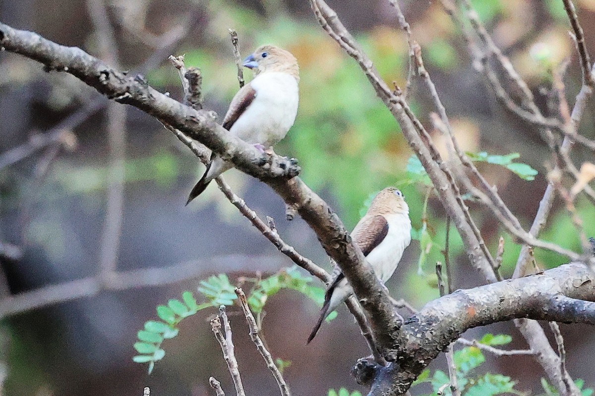 savannesølvnebb - ML645655991