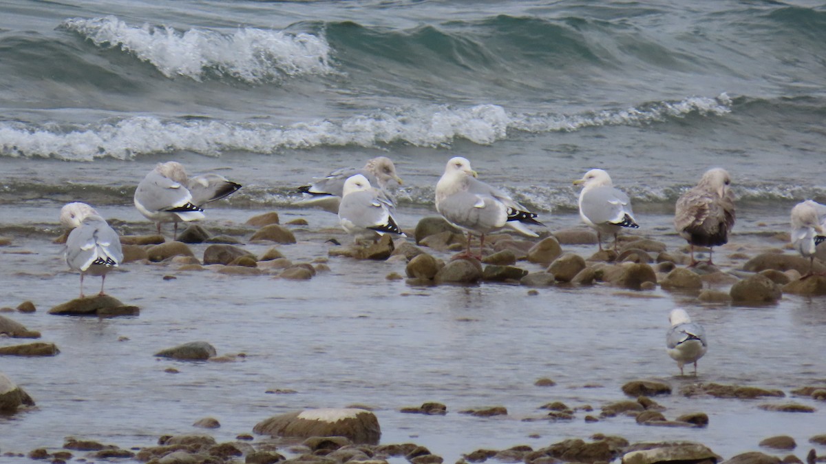 American Herring Gull - ML645655992