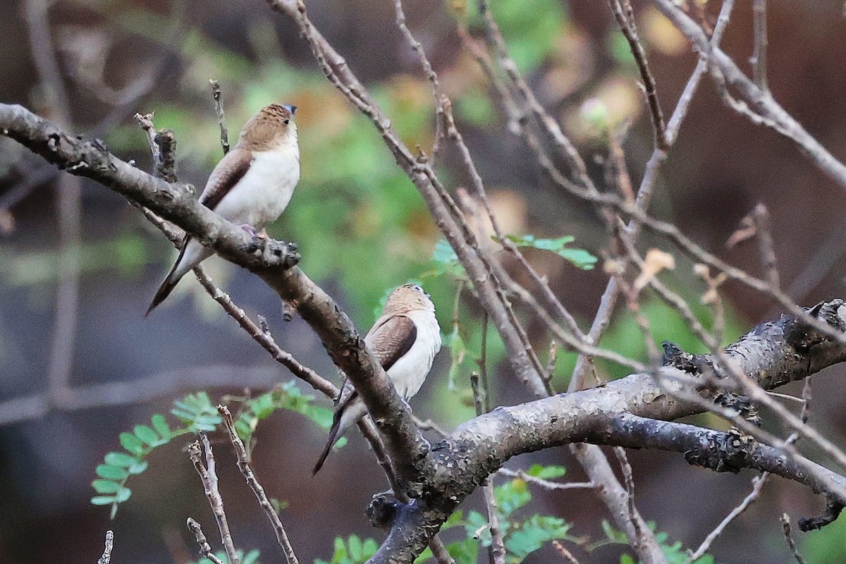 savannesølvnebb - ML645655995