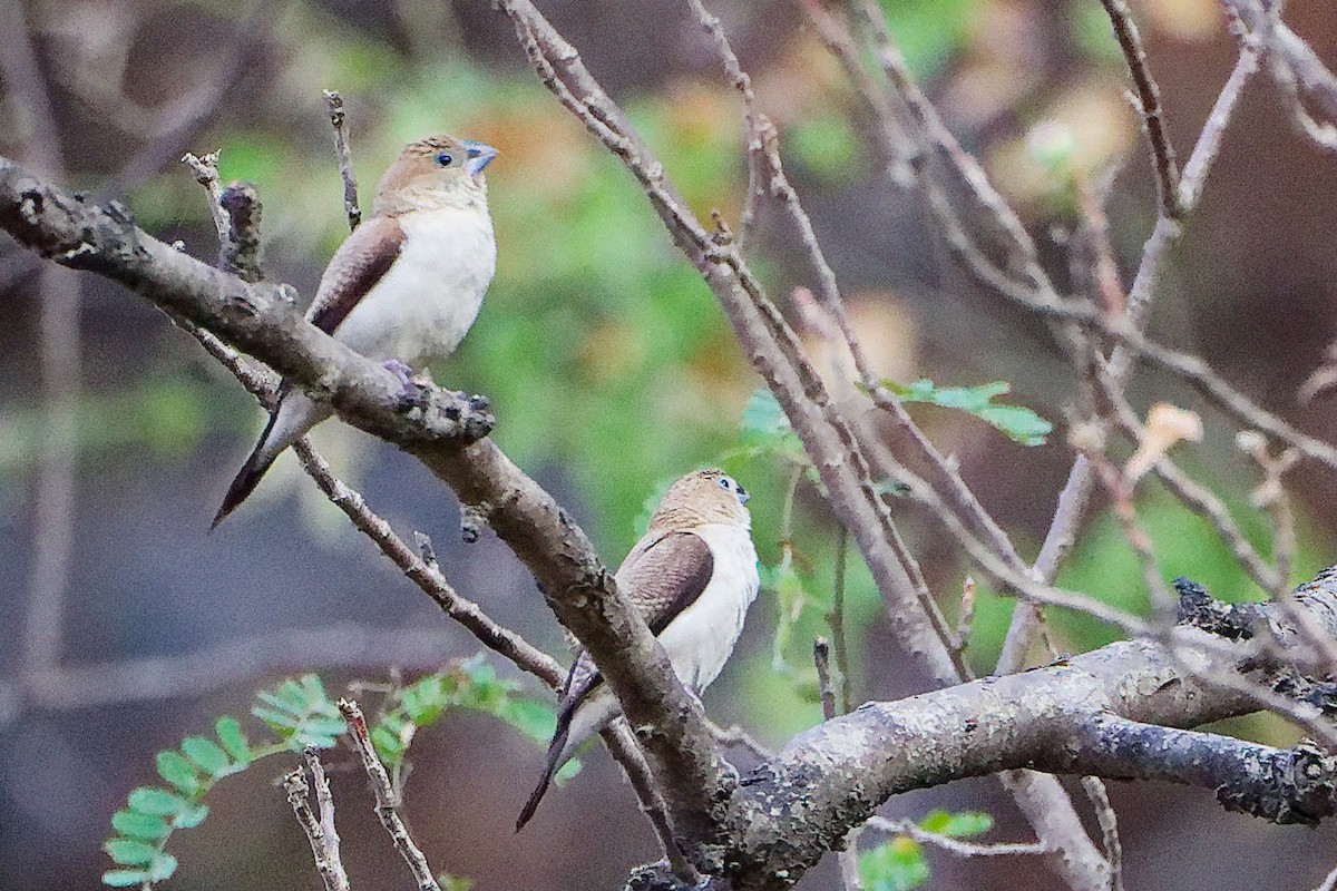 savannesølvnebb - ML645655997