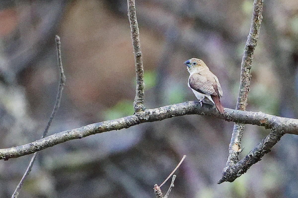 savannesølvnebb - ML645655998