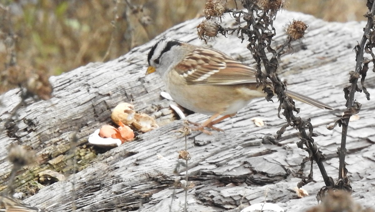 White-crowned Sparrow - ML645656000