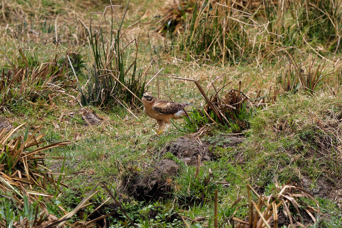 Aguilucho Papialbo - ML645656003