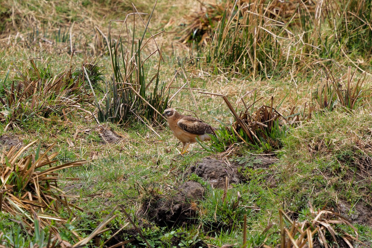 Aguilucho Papialbo - ML645656004