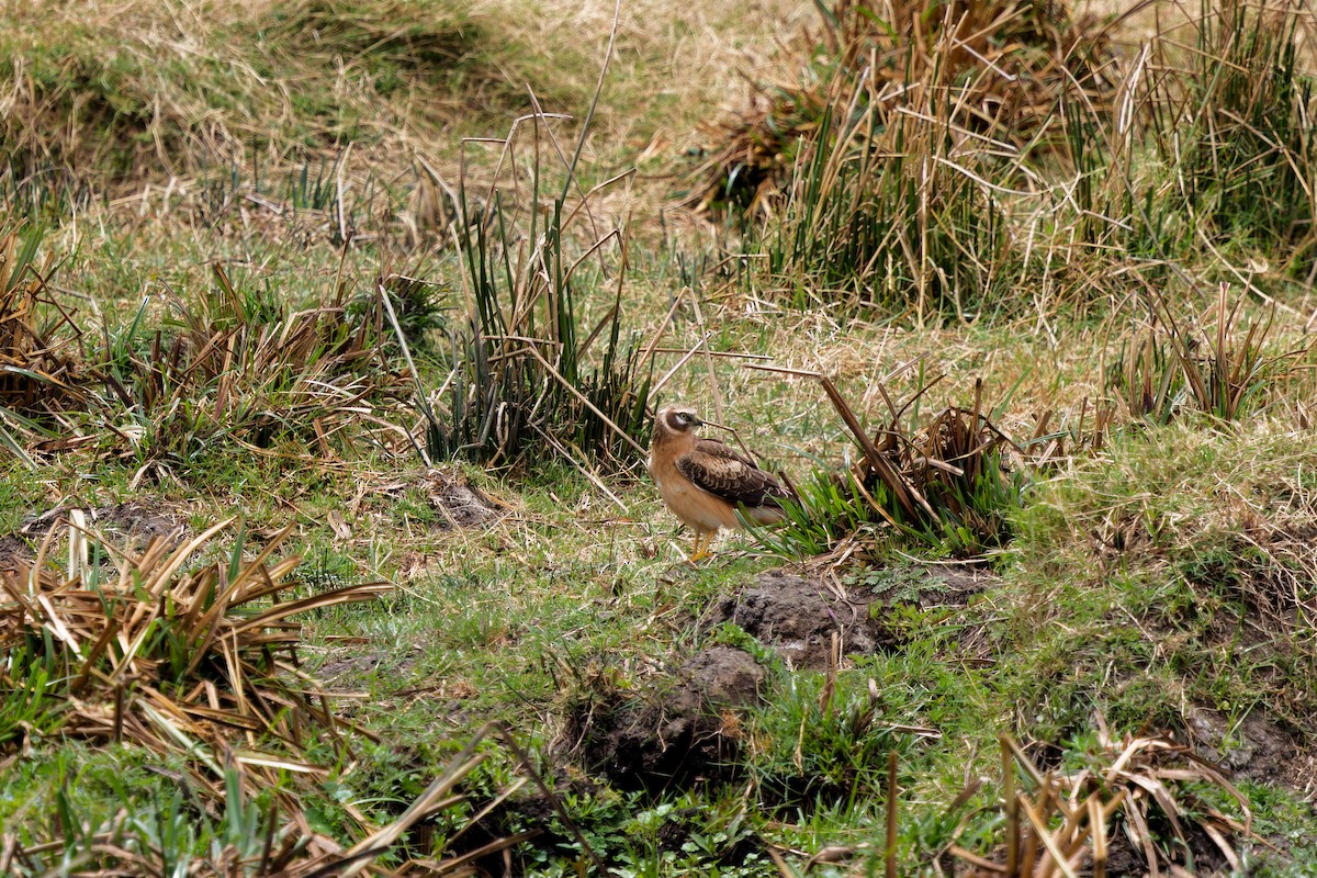 Aguilucho Papialbo - ML645656006
