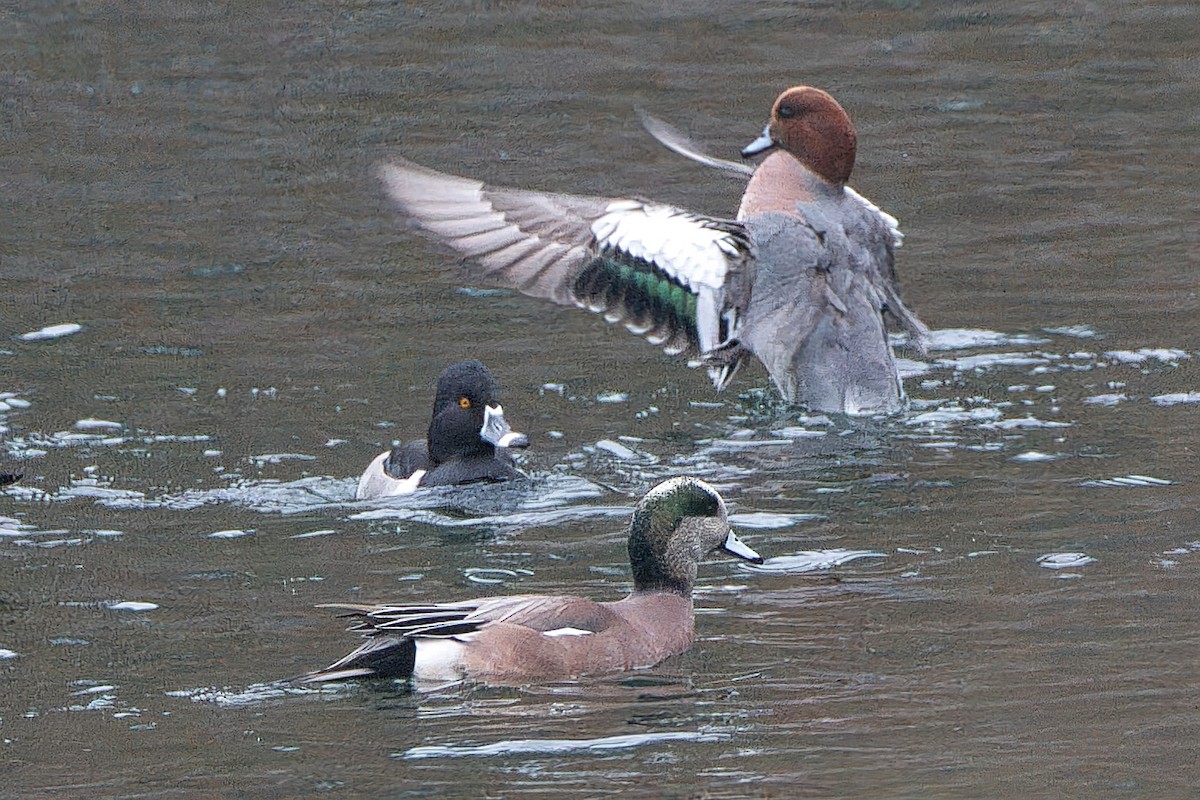 Eurasian Wigeon - ML645656007
