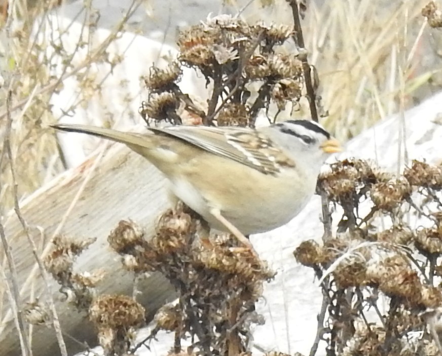 White-crowned Sparrow - ML645656008