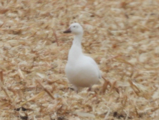 husa sněžní - ML645656016