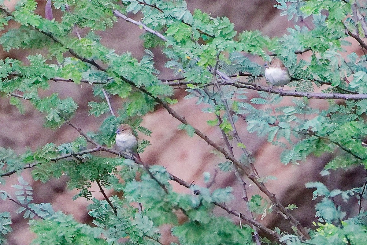 savannesølvnebb - ML645656017