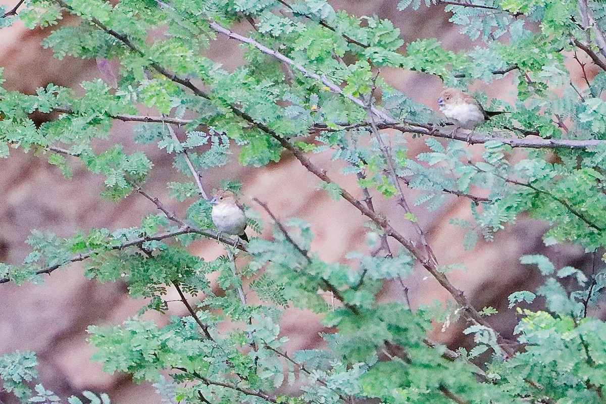 savannesølvnebb - ML645656019