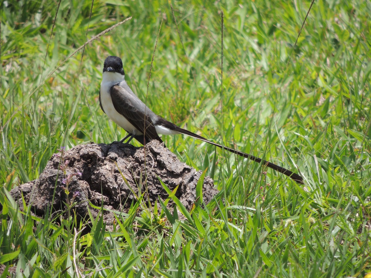Fork-tailed Flycatcher (savana) - ML645656021