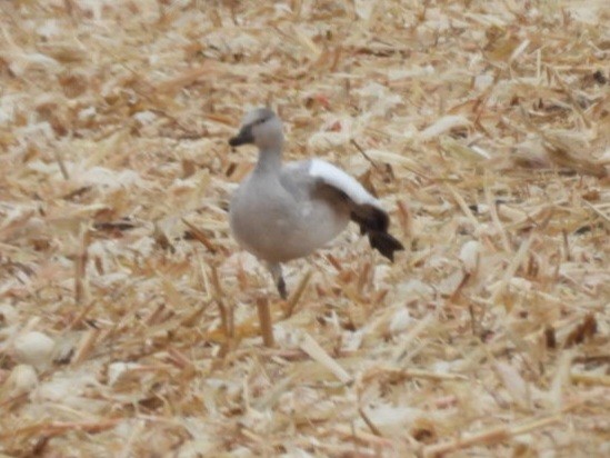 husa sněžní - ML645656022