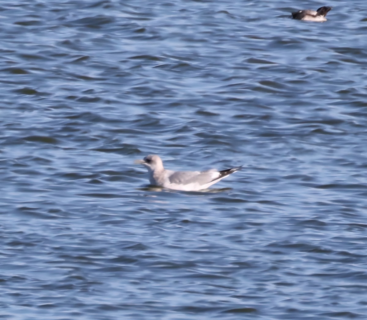 Short-billed Gull - ML645656029