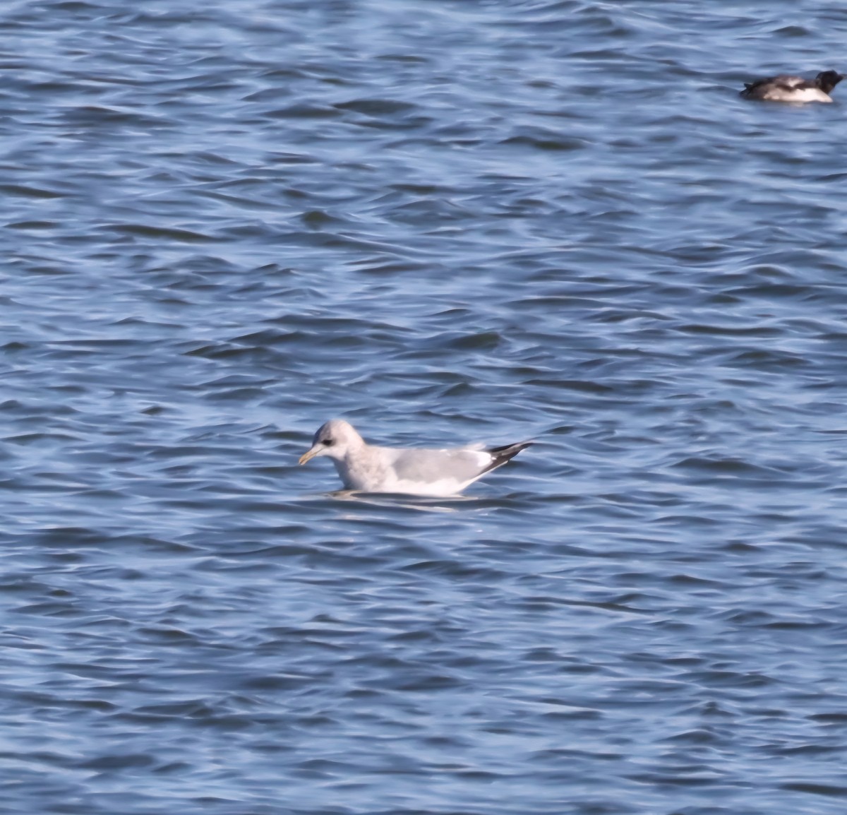 Short-billed Gull - ML645656030