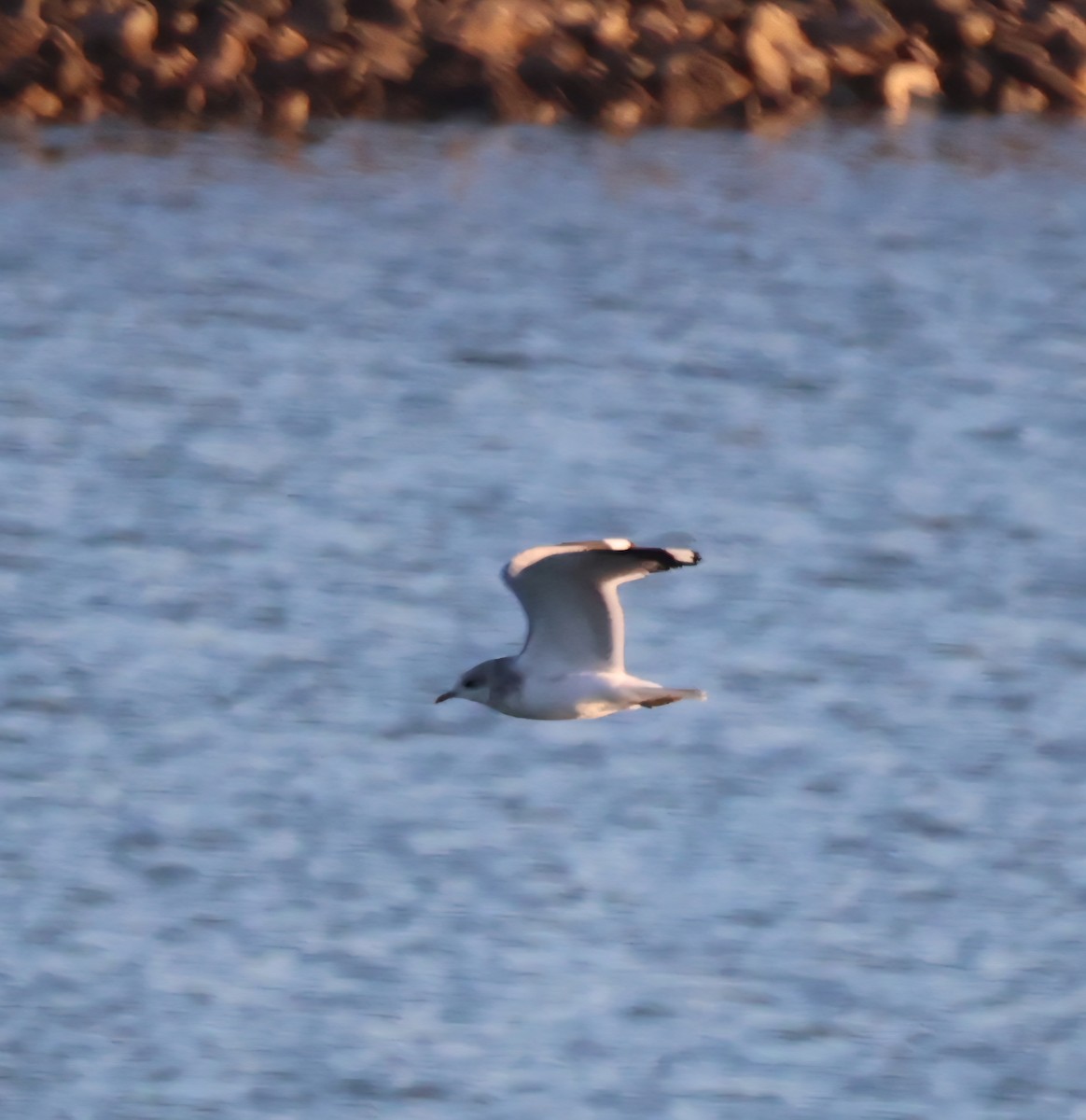 Short-billed Gull - ML645656031