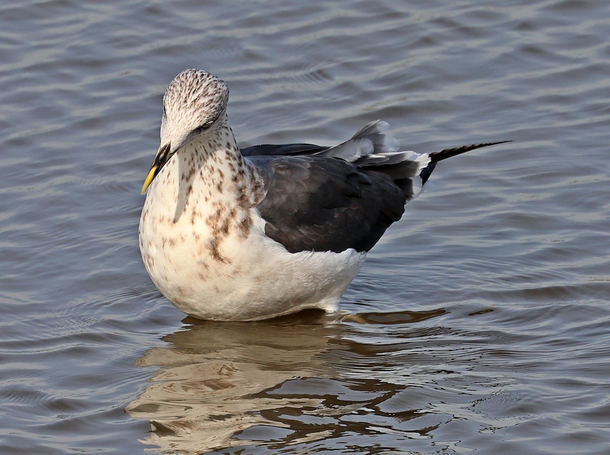 Zafferano - ML645656035