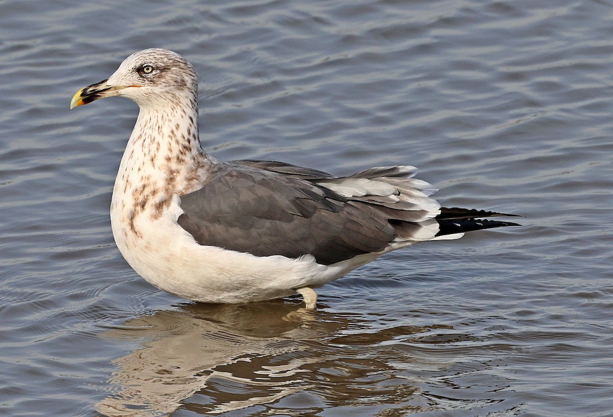 Zafferano - ML645656036