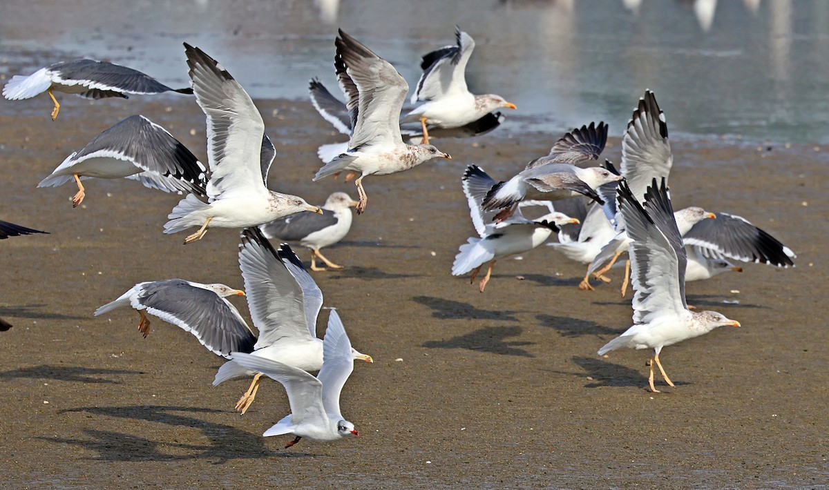 Zafferano - ML645656037