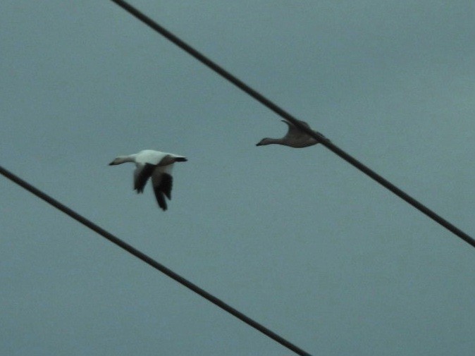 husa sněžní - ML645656047