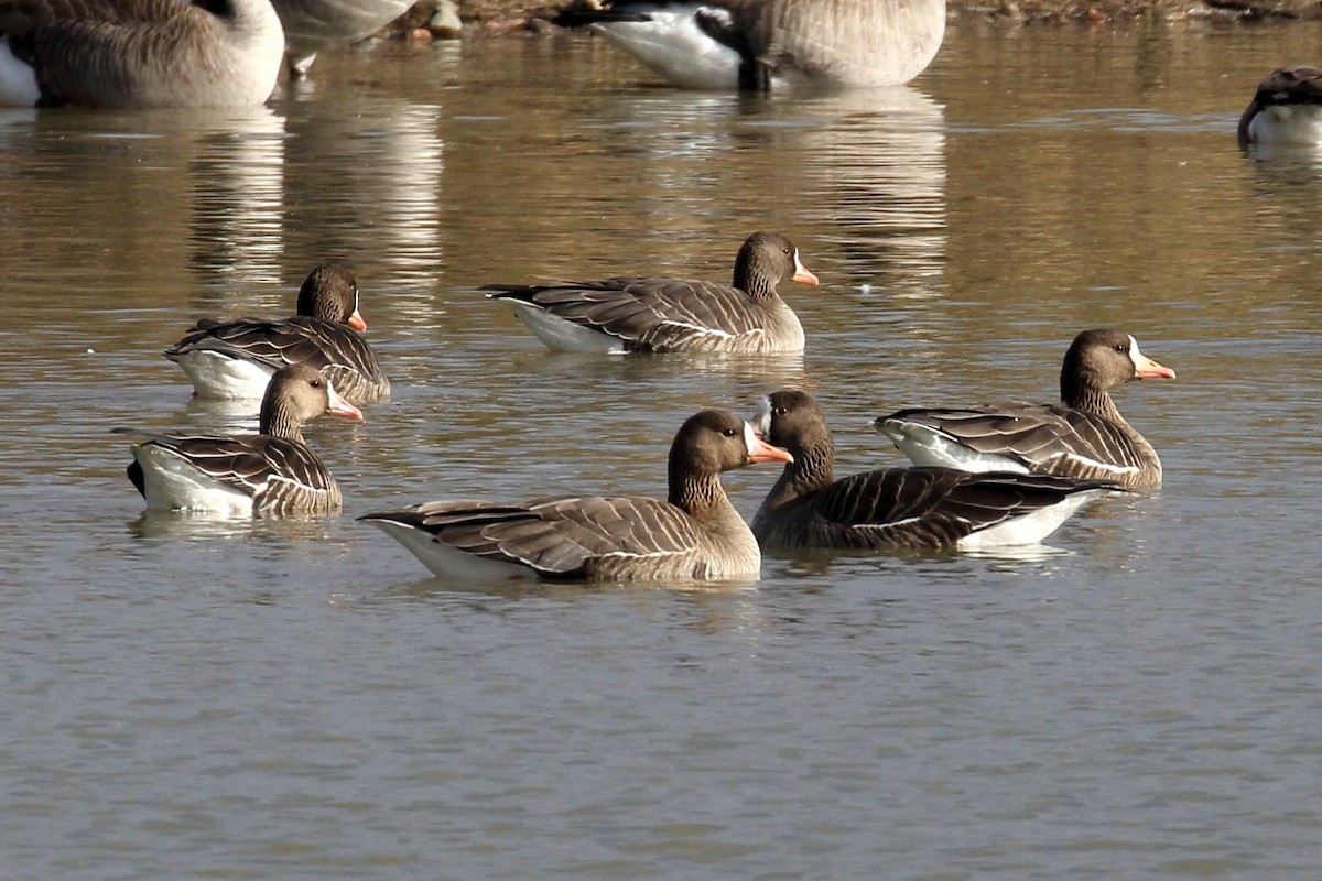 Greater White-fronted Goose - ML645656048