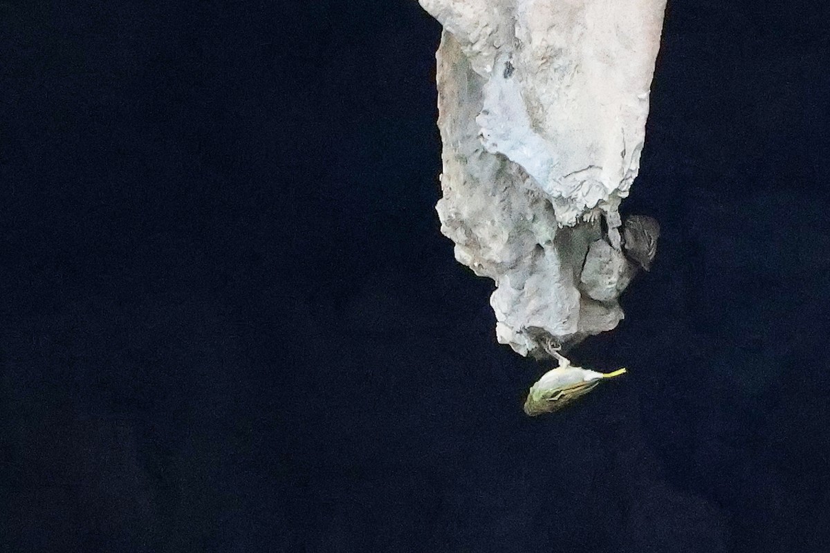 Ткачик рудощокий - ML645656051