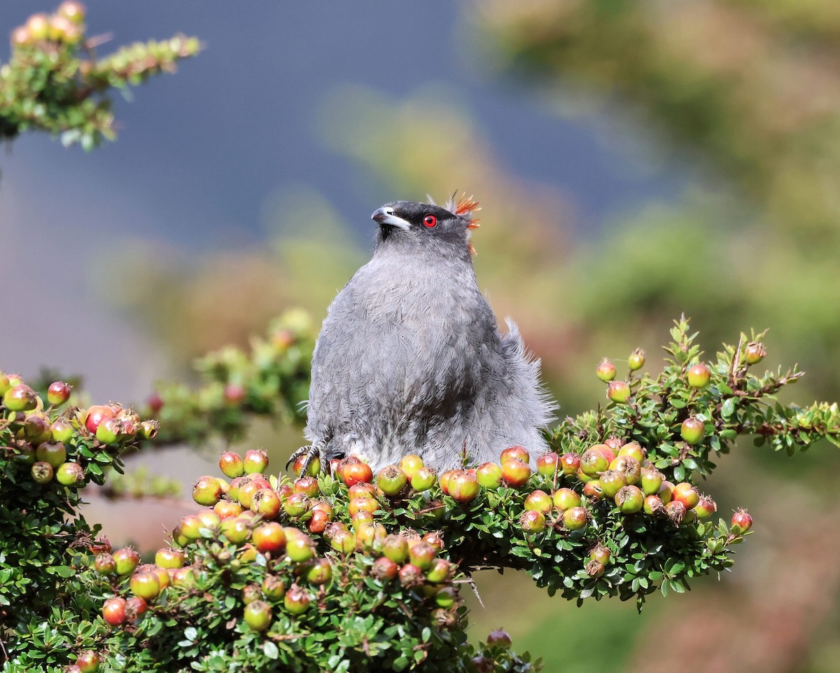Red-crested Cotinga - ML645656052