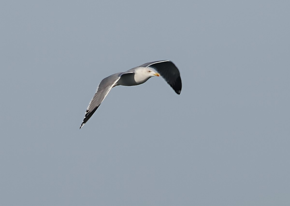 racek středomořský - ML645656055